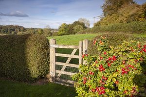 6 Deweys Place_Rear Gate- click for photo gallery